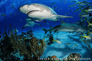 Lemon Shark rises !!!! by Steven Anderson 